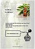 Aromatherapy Essential Oil Tea Tree Properties and Scent